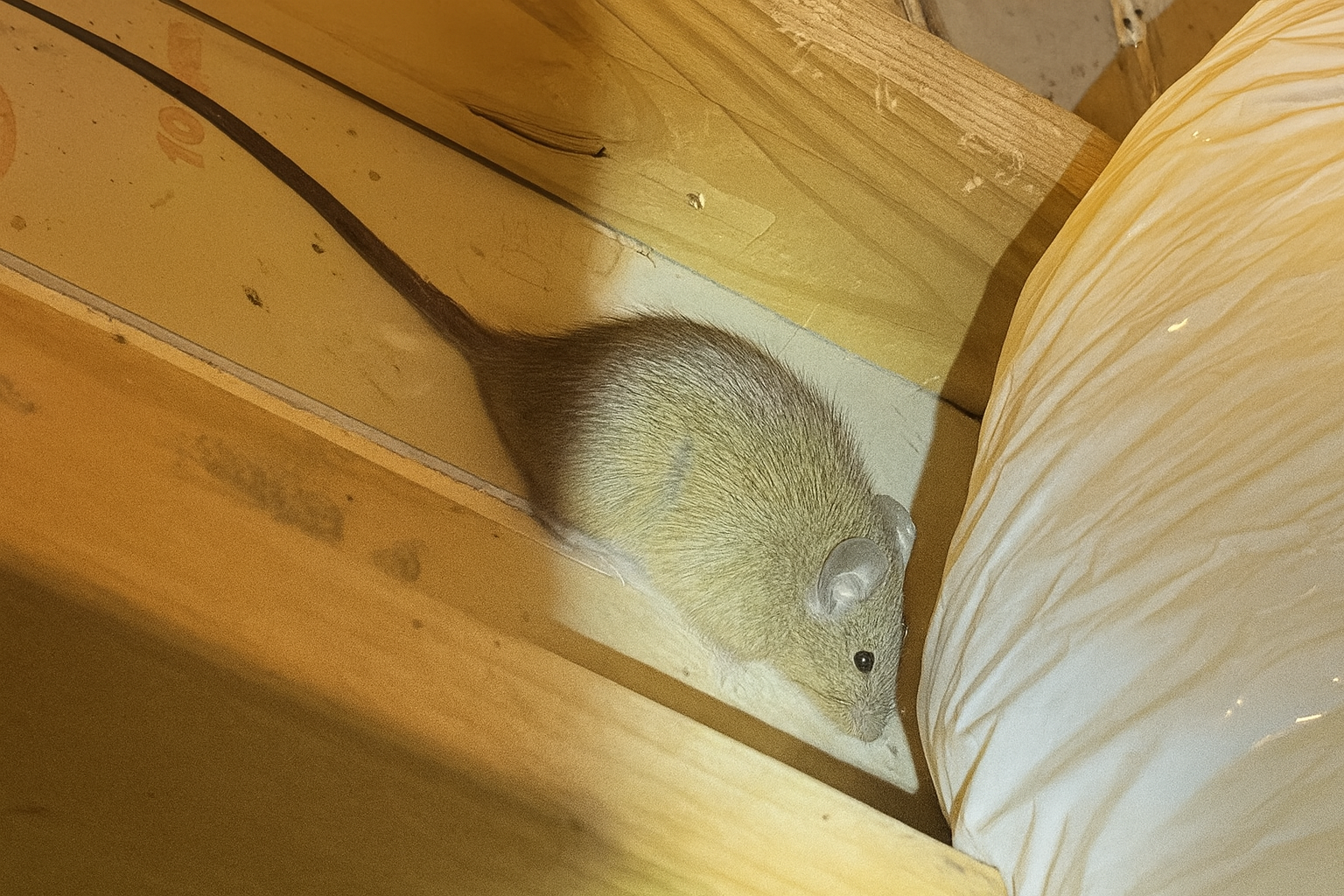 Rodent spotted in roof cavity during pest inspection in Kingscliff